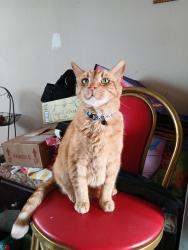 Lost Male Cat last seen county road 3822, San Antonio, TX 78253