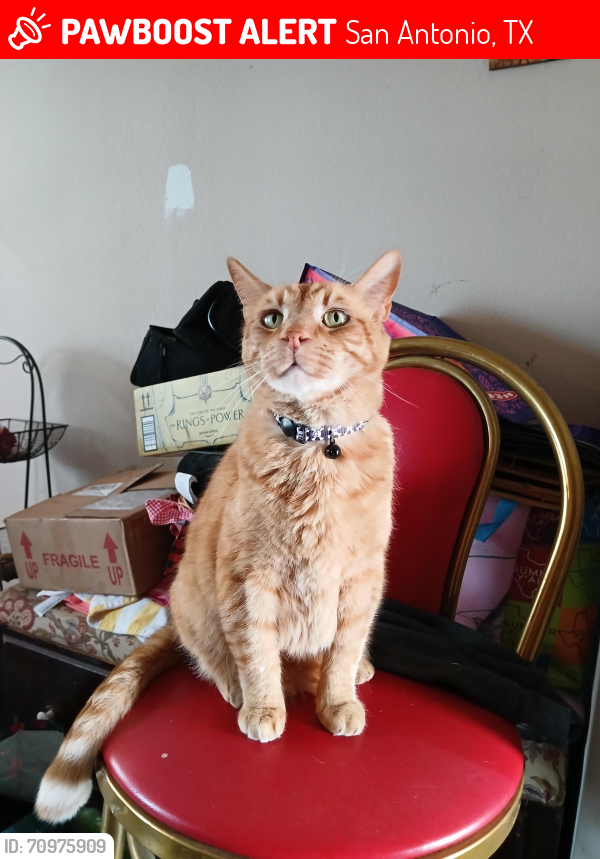 Lost Male Cat last seen county road 3822, San Antonio, TX 78253