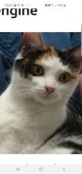Lost Female Cat last seen Summer lane, West Midlands, England B19 3BS