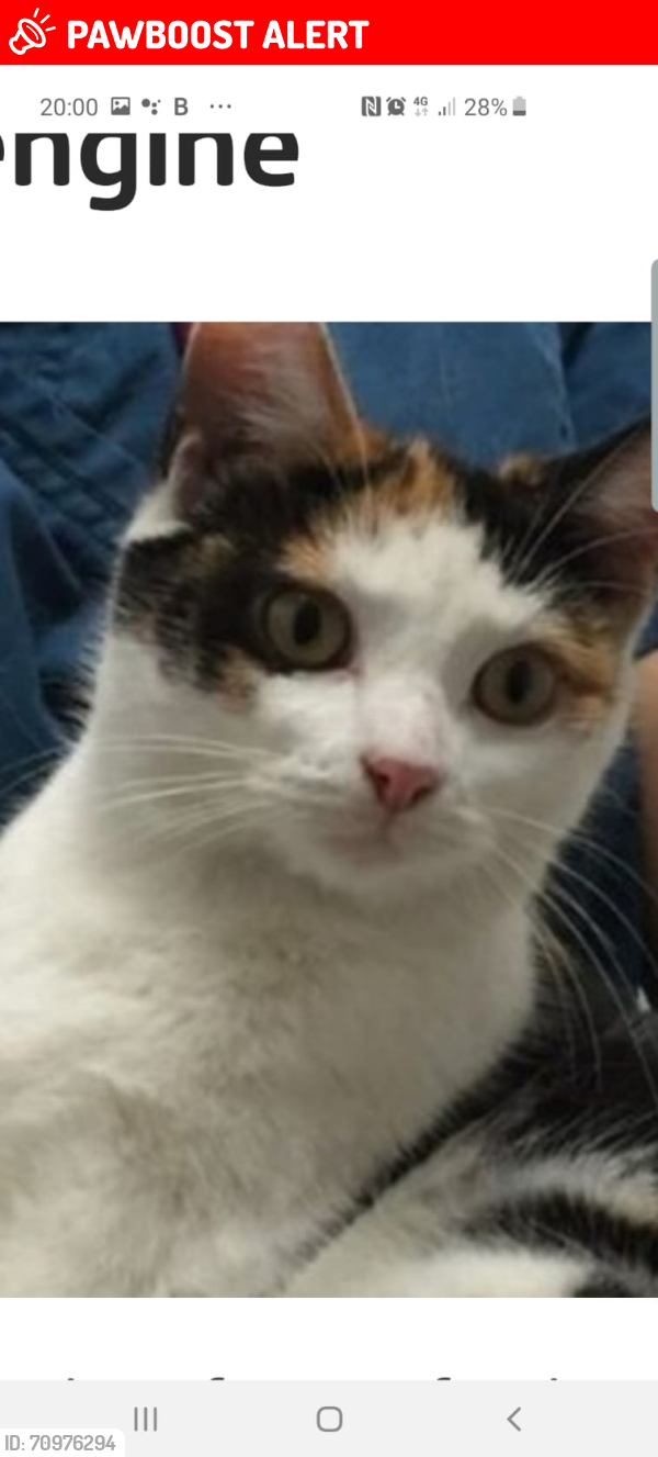 Lost Female Cat last seen Summer lane, West Midlands, England B19 3BS