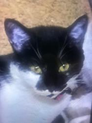 Lost Female Cat last seen Near Grace Hill Dr.Granite Falls, Granite Falls, NC 28630