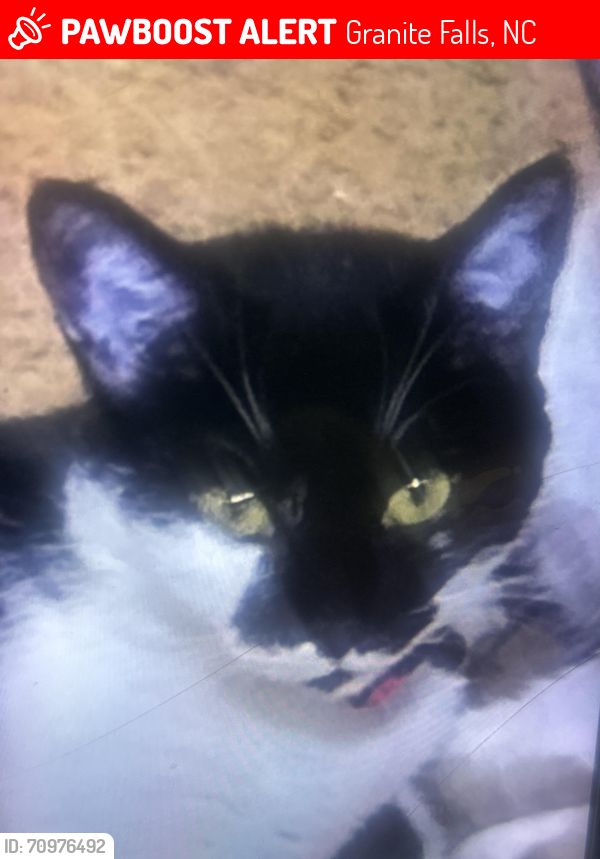 Lost Female Cat last seen Near Grace Hill Dr.Granite Falls, Granite Falls, NC 28630