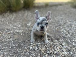 Lost Female Dog last seen N. Sahuara Ave / Speedway Blvd. , Tucson, AZ 85712