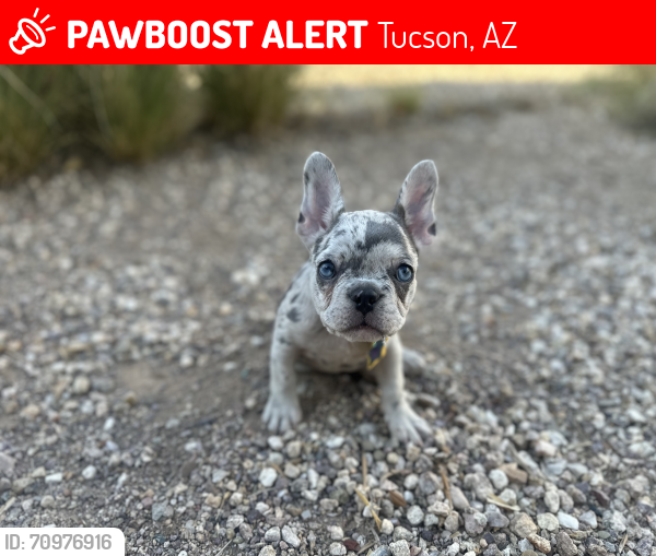 Lost Female Dog last seen N. Sahuara Ave / Speedway Blvd. , Tucson, AZ 85712