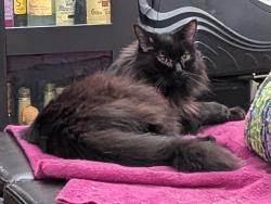 Lost Male Cat last seen Keizer Station Keizer OR Glen Creek Vistas West Salem, Keizer, OR 97307