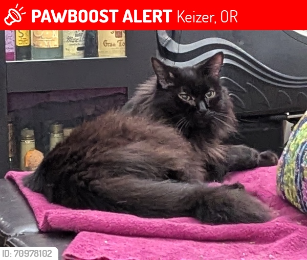 Lost Male Cat last seen Keizer Station Keizer OR Glen Creek Vistas West Salem, Keizer, OR 97307