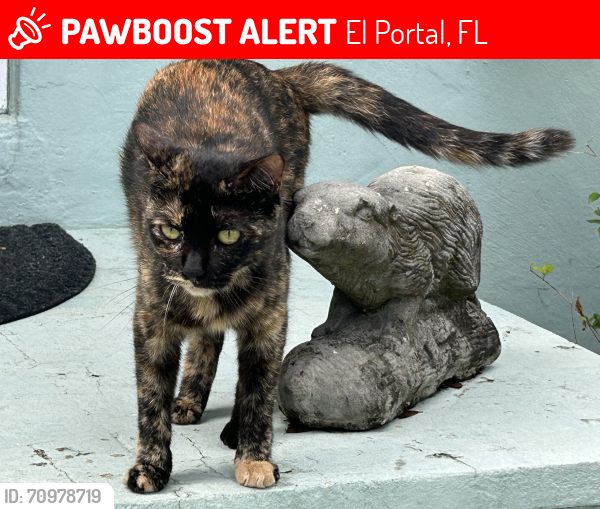 Lost Female Cat last seen NW 2 ave + 91 Street, El Portal, FL 33150