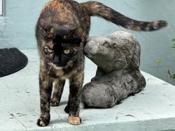 Lost Female Cat last seen NW 2 ave + 91 Street, El Portal, FL 33150