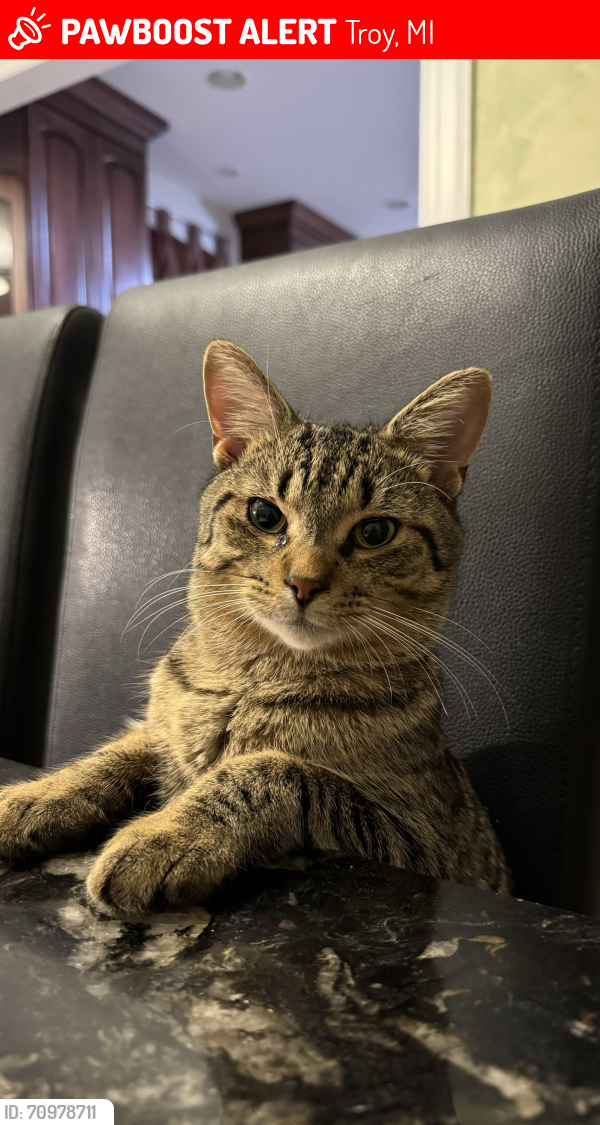 Lost Male Cat last seen North of Wattles, between John R Rd and Rochester Rd, Troy, MI 48085