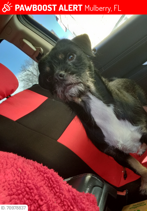 Lost Female Dog last seen Spring Hill est, Mulberry, FL 33860