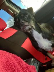 Lost Female Dog last seen Spring Hill est, Mulberry, FL 33860