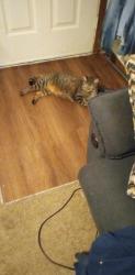 Lost Female Cat last seen Doubletree apmts , Rogers, AR 72756