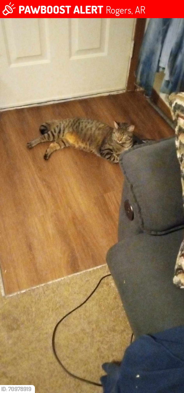 Lost Female Cat last seen Doubletree apmts , Rogers, AR 72756