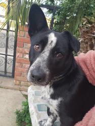 Lost Male Dog last seen N, Houston and Ben Maddox , Visalia, CA 93292