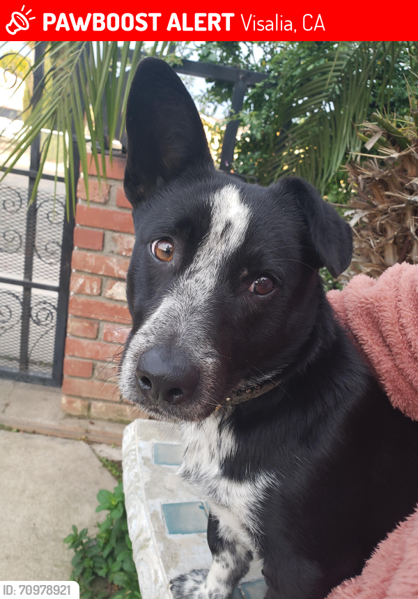 Lost Male Dog last seen N, Houston and Ben Maddox , Visalia, CA 93292