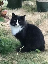 Lost Unknown Cat last seen 25th Ave SE and 100th St SE, Everett WA  Near Eisenhour Middle School, Everett, WA 98208