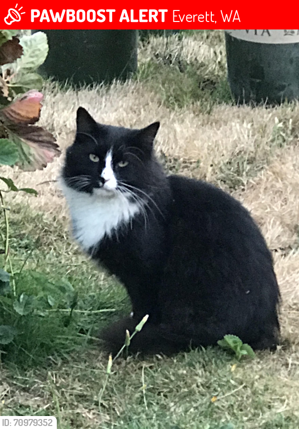 Lost Unknown Cat last seen 25th Ave SE and 100th St SE, Everett WA  Near Eisenhour Middle School, Everett, WA 98208