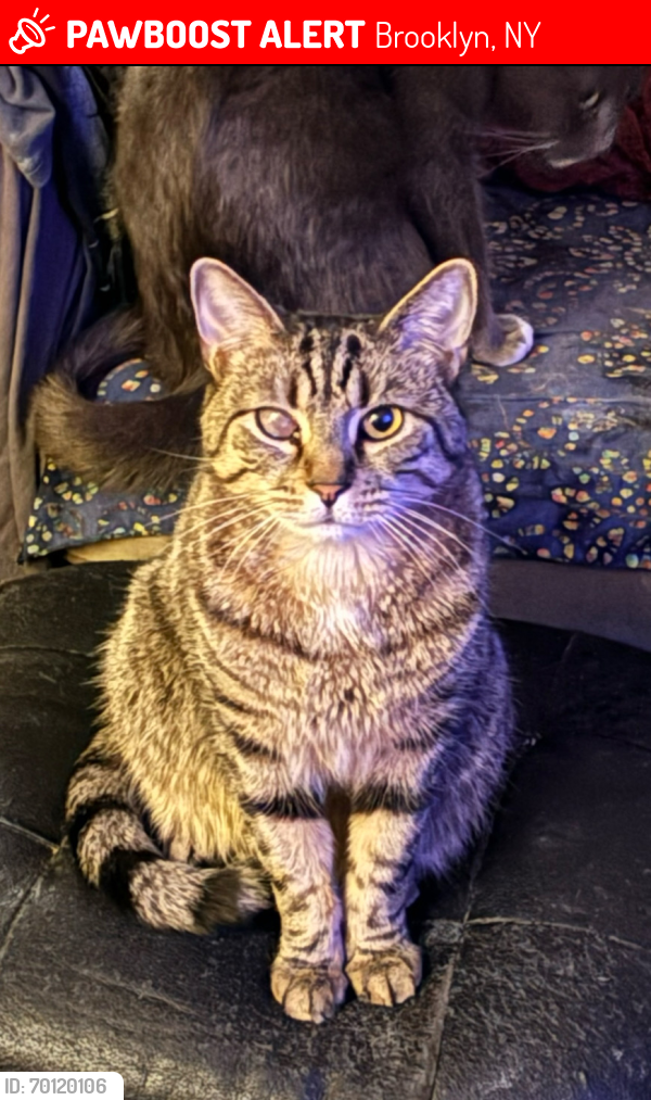Lost Male Cat last seen Yards behind Woodbine & Palmetto Streets, between Bushwick Ave & Broadway, 11221, Brooklyn, NY 11221