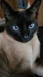 Lost Male Cat last seen 8th And Lewis, Billings, MT 59101