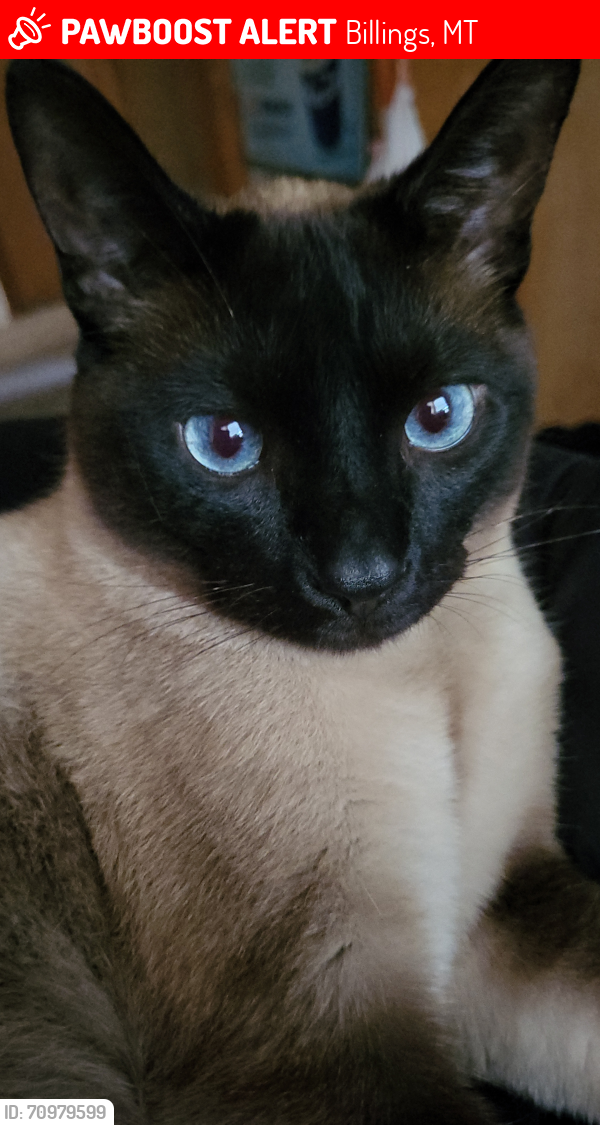 Lost Male Cat last seen 8th And Lewis, Billings, MT 59101