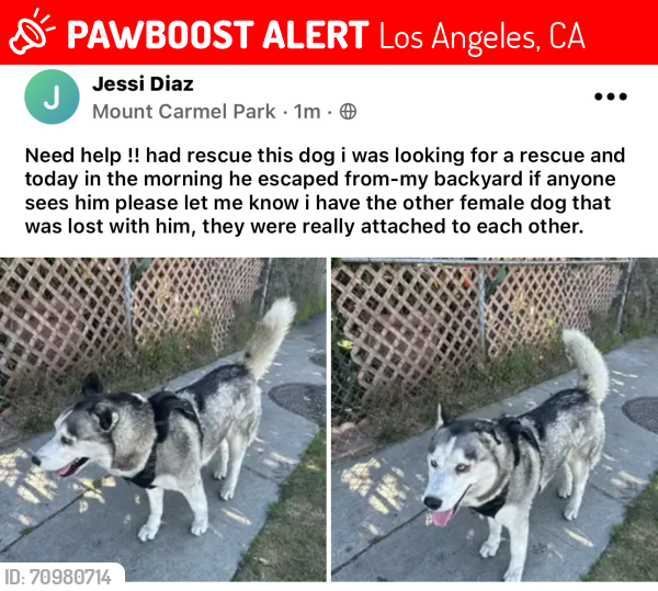 Lost Male Dog last seen Hoover and 69th, Los Angeles, CA 90044