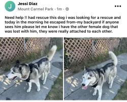 Lost Male Dog last seen Hoover and 69th, Los Angeles, CA 90044