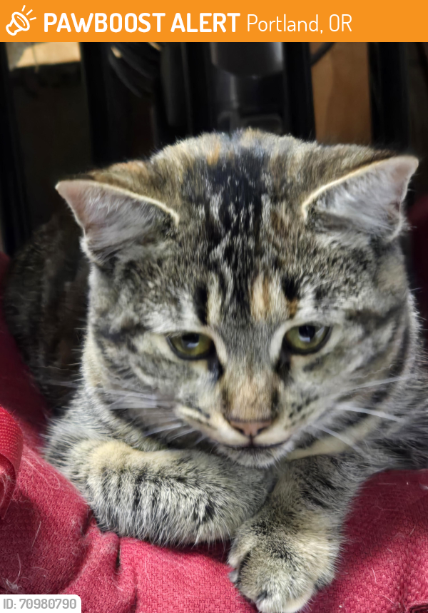Found/Stray Female Cat last seen Vermont and 34th, Portland, OR 97239