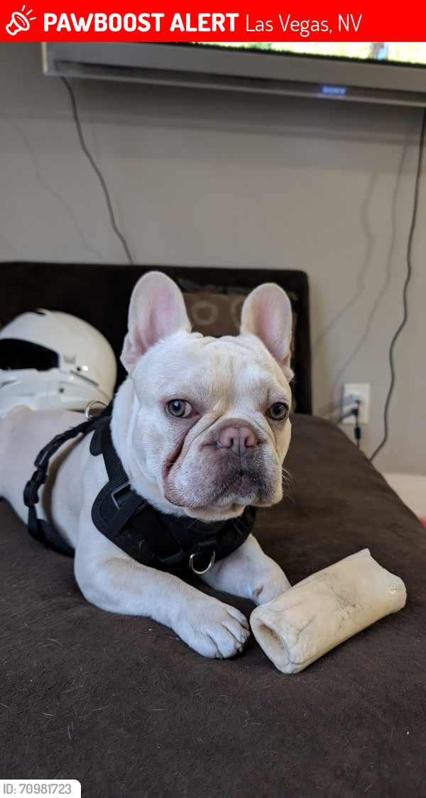 Lost Male Dog last seen Sahara & Lynwood, Las Vegas, NV 89104