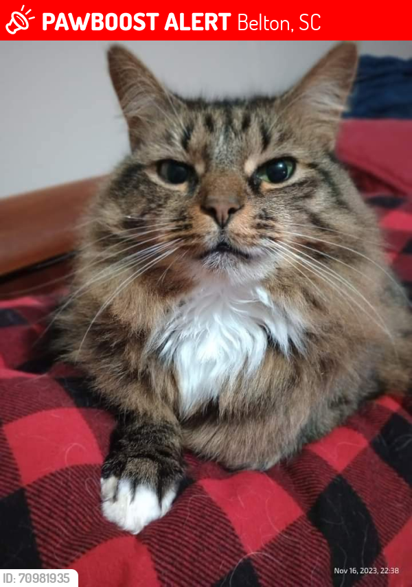 Lost Female Cat last seen North Major Rd , Belton, SC 29627