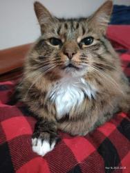 Lost Female Cat last seen North Major Rd , Belton, SC 29627