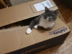 Lost Female Cat last seen Finch Dive, across from Hidden Creek apmts, Longview, WA, Longview, WA 98632