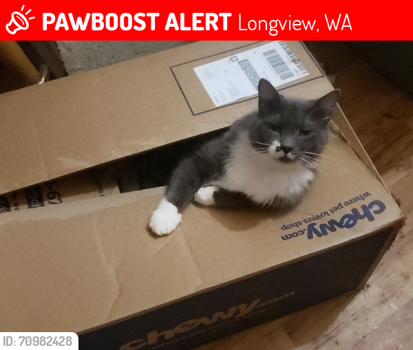 Lost Female Cat last seen Finch Dive, across from Hidden Creek apmts, Longview, WA, Longview, WA 98632