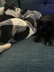 Lost Female Cat last seen Near hidden view, Clifton park, NY, 12065 , Clifton Park, NY 12065