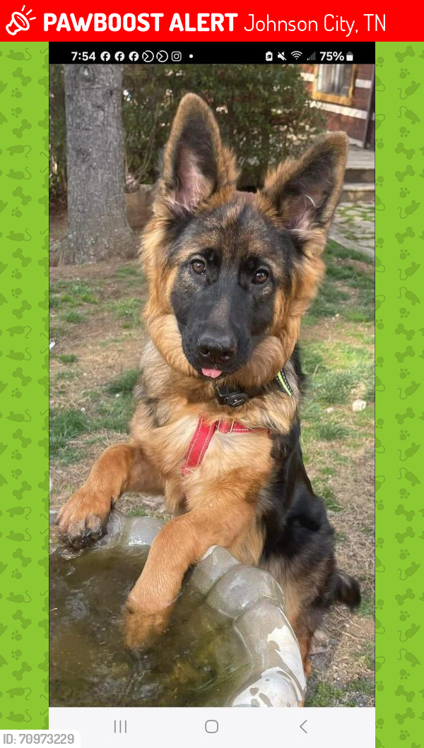 Lost Female Dog last seen Residence, Johnson City, TN 37615