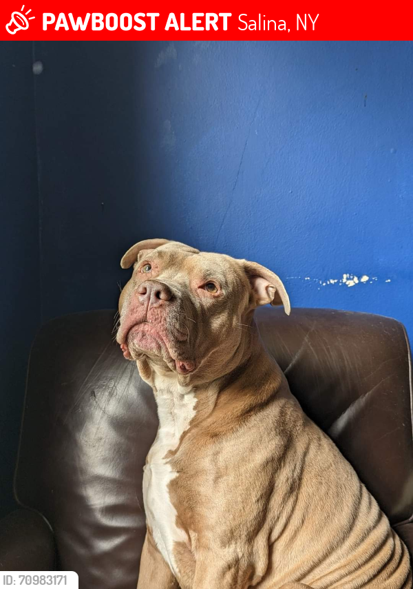 Lost Male Dog last seen Nearest cross street is lemoyne Ave , Salina, NY 13208