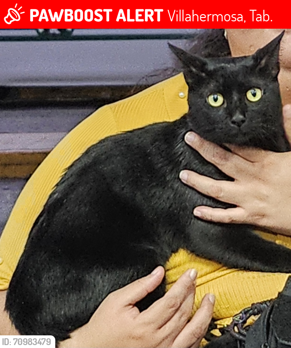 Lost Male Cat last seen HNOS. BASTAR ZOZAYA Y ruiz Cortinez, Villahermosa, Tab. 86000