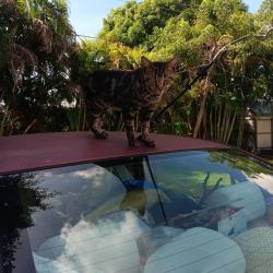 Lost Male Cat last seen Near W. 49 St. behind Palm Springs Shopping Ctr., next to U-Haul trucks parked by Lake, Hialeah, FL 33012