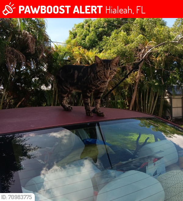 Lost Male Cat last seen Near W. 49 St. behind Palm Springs Shopping Ctr., next to U-Haul trucks parked by Lake, Hialeah, FL 33012