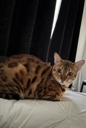 Lost Female Cat last seen Humber Arboretum- Close to the Tent near the Daycare, Toronto, ON M9W 5L7