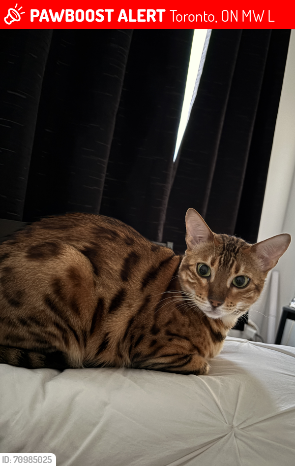 Lost Female Cat last seen Humber Arboretum- Close to the Tent near the Daycare, Toronto, ON M9W 5L7