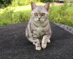 Lost Female Cat last seen Jackson Road & Emery Road, Orange Village, OH  , Orange, OH 44124
