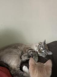 Lost Male Cat last seen Near round lake Blvd , Coon Rapids, MN 55433