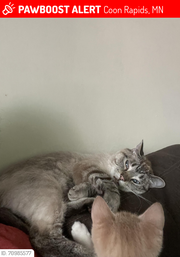 Lost Male Cat last seen Near round lake Blvd , Coon Rapids, MN 55433