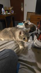 Lost Female Cat last seen 58th and lyndale Ave Minneapolis MN , Minneapolis, MN 55419