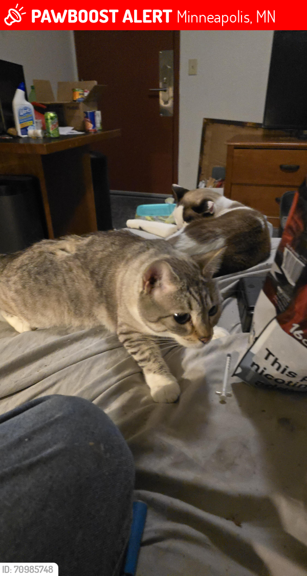 Lost Female Cat last seen 58th and lyndale Ave Minneapolis MN , Minneapolis, MN 55419