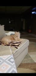 Lost Male Cat last seen Near Dawn Circle North Olmsted oh 44070, North Olmsted, OH 44070