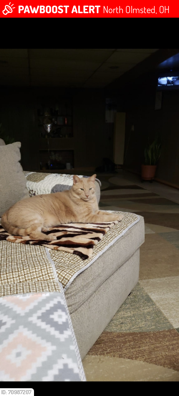 Lost Male Cat last seen Near Dawn Circle North Olmsted oh 44070, North Olmsted, OH 44070