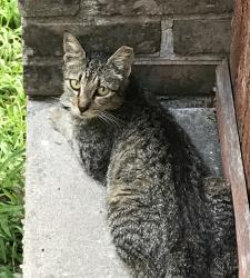 Lost Female Cat last seen Shirley Dr and Socrates Street, Algiers, 70114, near Behrman Park area, New Orleans, LA 70114