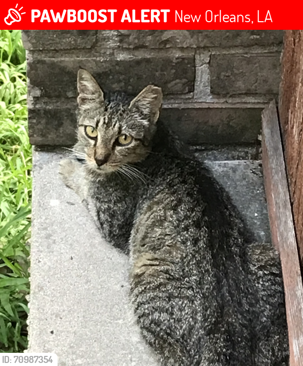 Lost Female Cat last seen Shirley Dr and Socrates Street, Algiers, 70114, near Behrman Park area, New Orleans, LA 70114