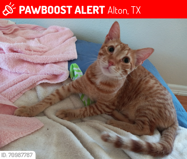 Lost Male Cat last seen Stewart Blvd and 5 Miles, Alton TX 78573, Alton, TX 78573